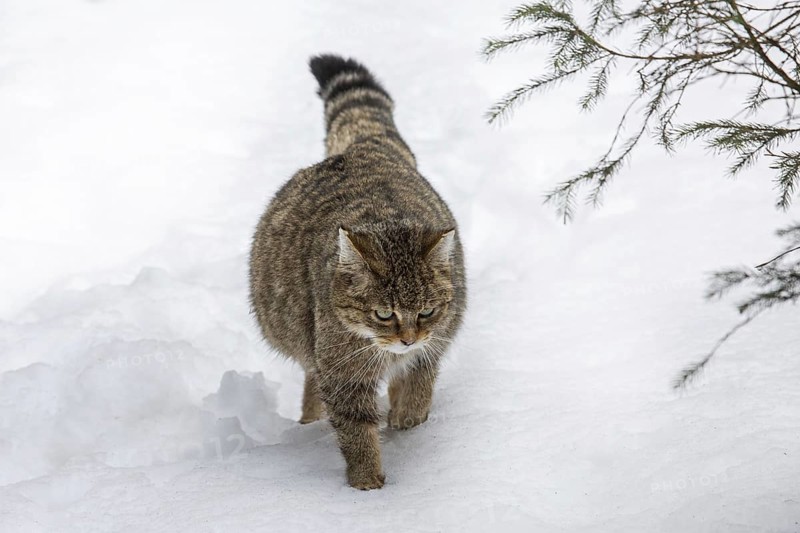 Pregnant European wild cat (Felis silvestris silvestris) walking in the snow in winter