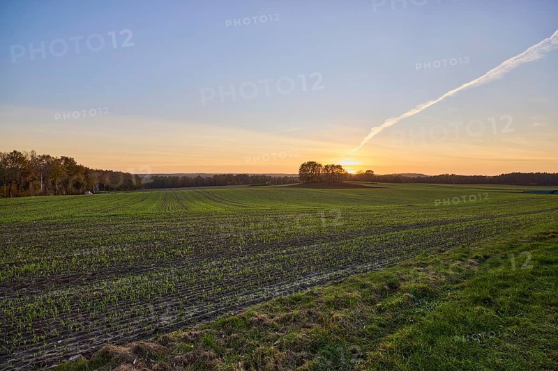 Cultural landscape, trees, sunset, backlight of the sun, Hanstedt in der Nordheide, Lüneburger Heide, district of Harburg, Lower Saxony, Germany, Europe