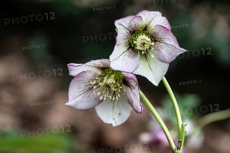 Lenzrose (Helleborus orientalis-Hybride Picote), Emsland, Lower Saxony, Germany, Europe