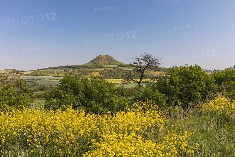 Mila mountain (nature conservancy area in Rana u Loun, on a sunny day. Yellow plants blooming in the foreground. Blue sky with no clouds. Ustecky kraj, Czech Republic, Europe