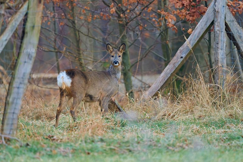 Roe deer (Capreolus capreolus), in the forest in front of a fence, looking back, winter coat, Germany, Europe
