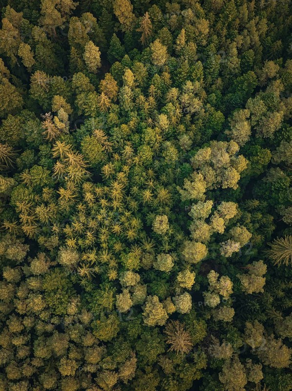 Pattern of treetops, densely packed like a green carpet, Unterhaugstett, Black Forest, district of Calw, Germany, Europe