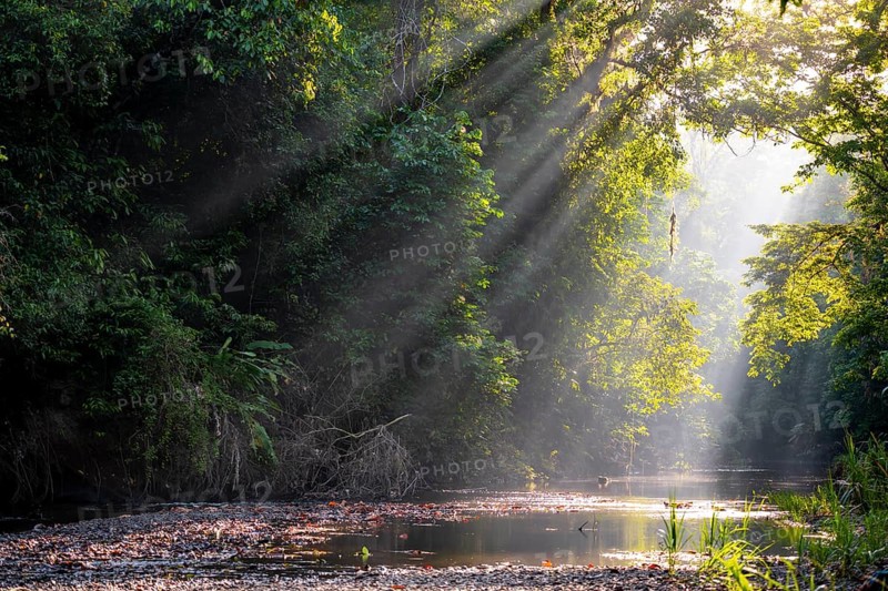 Sunbeams falling through leaves in a tropical rainforest by a river, light mood, Corcovado National Park, Osa, Puntarena Province, Costa Rica, Central America