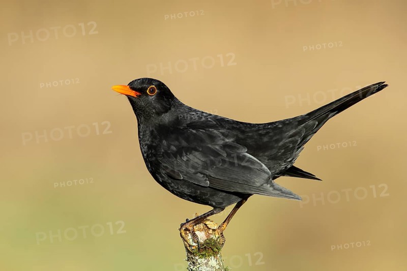 Blackbird (Turdus merula), male, standing on a thin branch, wildlife, winter, animals, birds, songbird, Siegerland, North Rhine-Westphalia, Germany, Europe