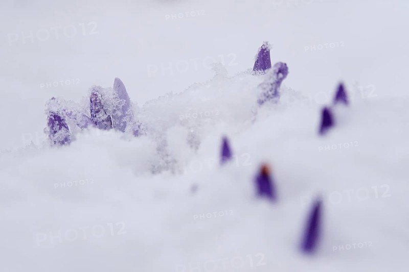Crocuses in the snow, Winter, Germany, Europe