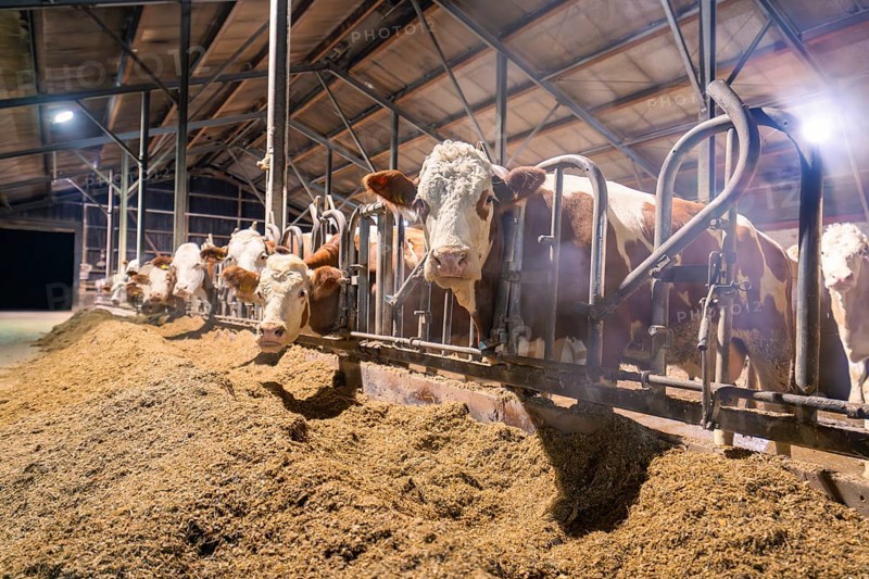 Several cows standing in the barn behind bars and eating from a pile of feed, Haselstaller Hof, Gechingen, Calw district, Hecken and Gäu region, Germany, Europe