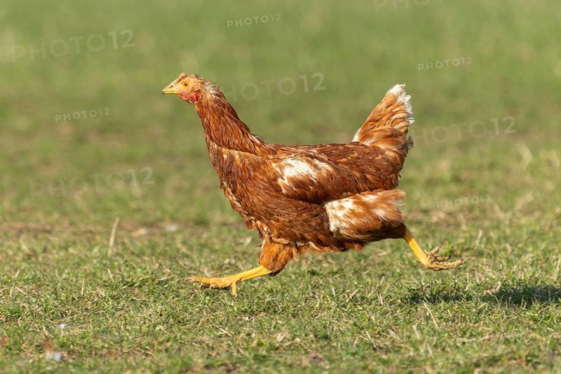 Brown hen running on a green meadow, domestic chicken, Rhineland-Palatinate, Germany, Europe