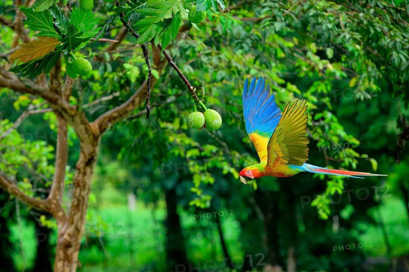 Flying Great Green Macaw or Grand Military Macaw (Ara ambiguus), Costa Rica, Central America