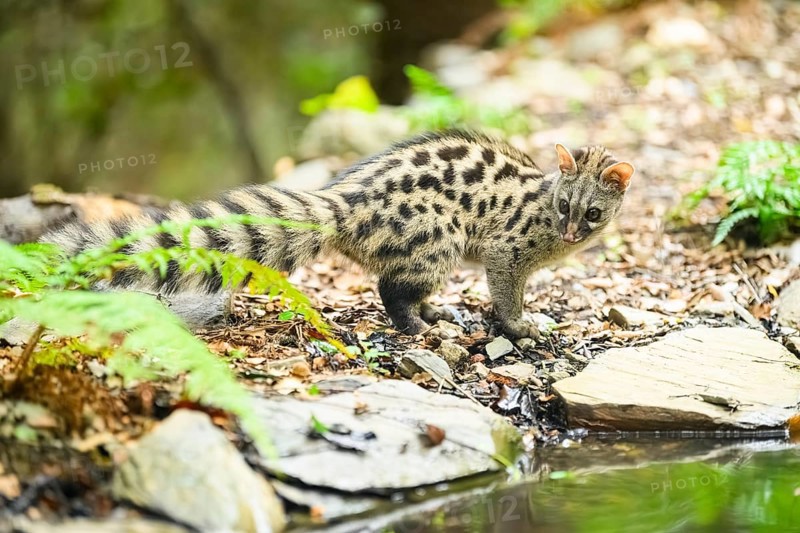 Young Common genet (Genetta genetta) at the shore of a lake, wildlife in a forest, Montseny National Park, Catalonia, Spain, Europe