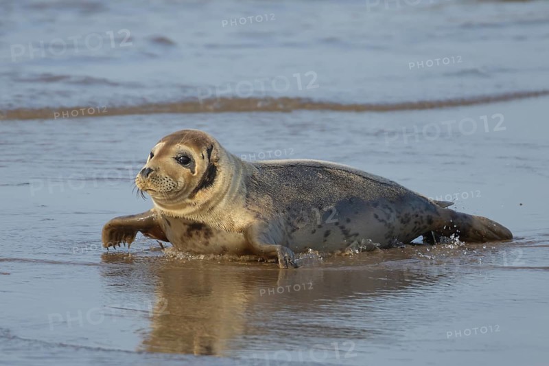 Common seal (Phoca vitulina) adult animal on a beach, Norfolk, England, United Kingdom, Europe