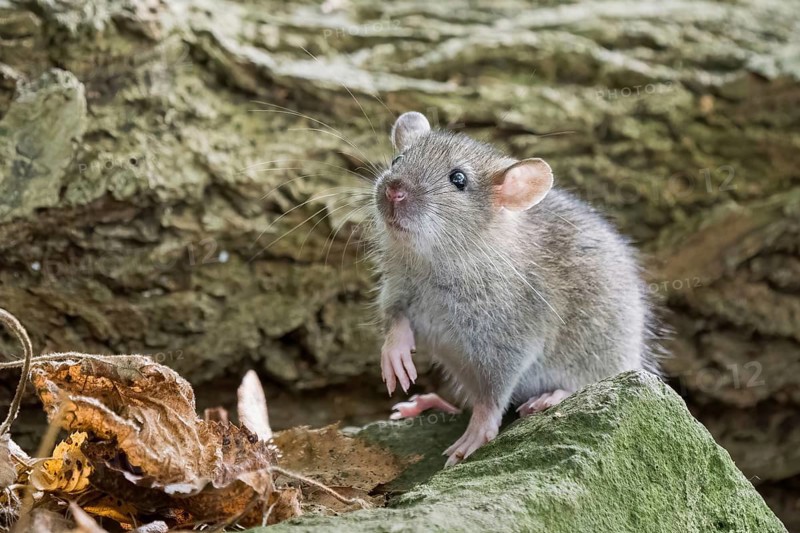 A juvenile Norway rat (Rattus norvegicus) sits on a stone and looks up attentively. The surroundings are natural, Hesse, Germany, Europe