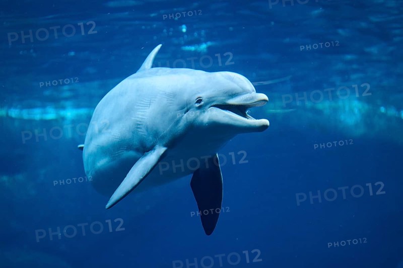 Atlantic bottlenose dolphin (Tursiops truncatus) swimming in the water, captive, Germany, Europe