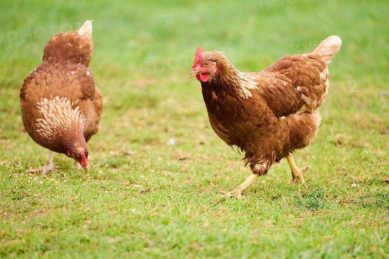 Two brown feathered chickens with red combs pecking at the ground on a grassy field, Chicken (Gallus domesticus), Austria, Europe
