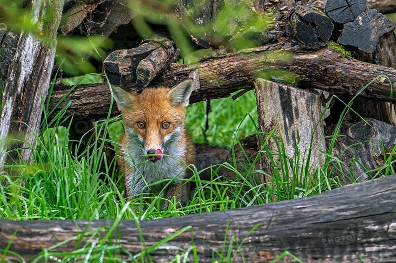 Red fox (Vulpes vulpes) appearing from under wood pile at edge of forest and licking nose