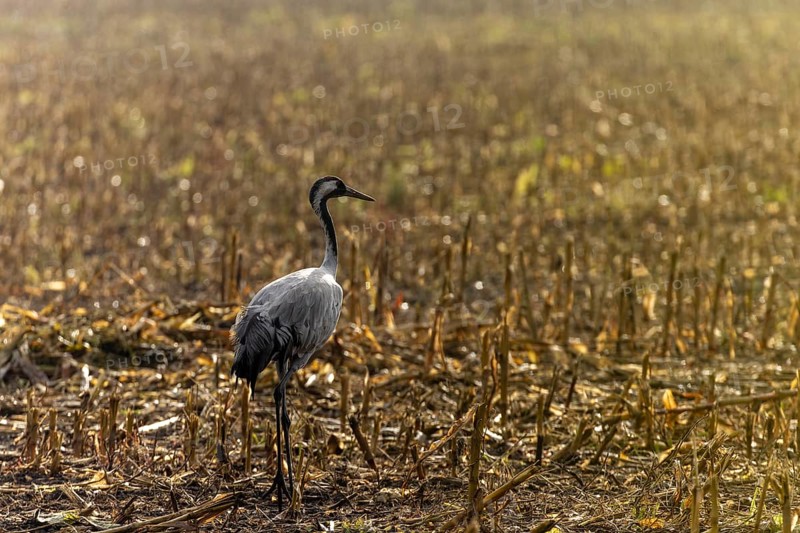 A single crane stands on a harvested field in the sunlight, Crane (Grus grus) wildlife, Western Pomerania Lagoon National Park, Zingst, Mecklenburg-Western Pomerania, Germany, Europe