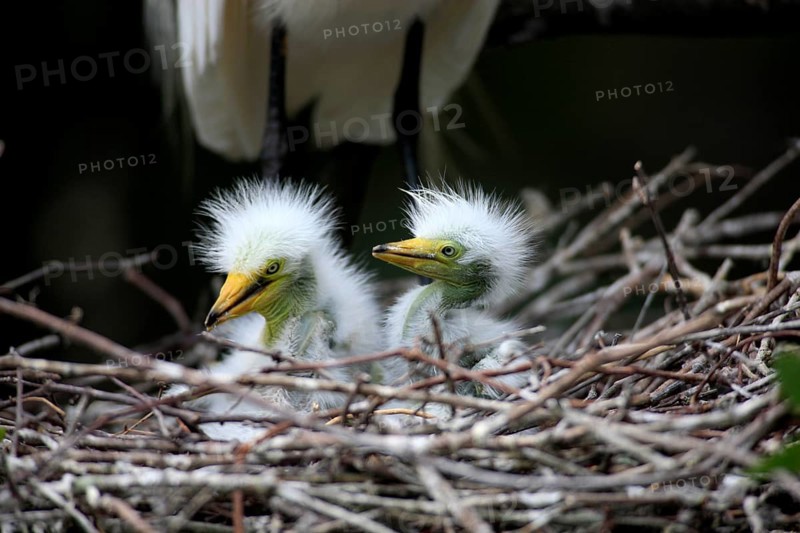 Great Egret, (Casmerodius albus), young birds, young birds, tree, in nest, Florida USA