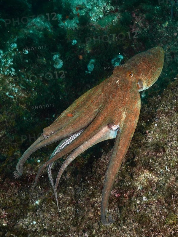 A Common Octopus (Octopus vulgaris), octopus, swimming over rocks in an underwater world of greenish algae and vegetation. Dive site Marine reserve Cap de Creus, Rosas, Costa Brava, Spain, Mediterranean Sea, Europe