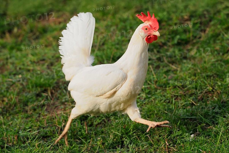White hen with red comb walking on grassy ground, domestic fowl (Gallus gallus domesticus), Franconia