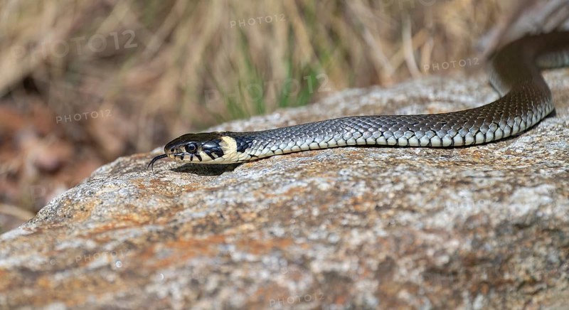 Grass snake (Natrix natrix) slithering over rocks, Germany, Europe