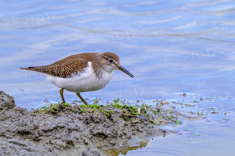 Common sandpiper (Actitis hypoleucos, Tringa hypoleucos) foraging for invertebrates in mud along muddy pond shore in wetland in summer