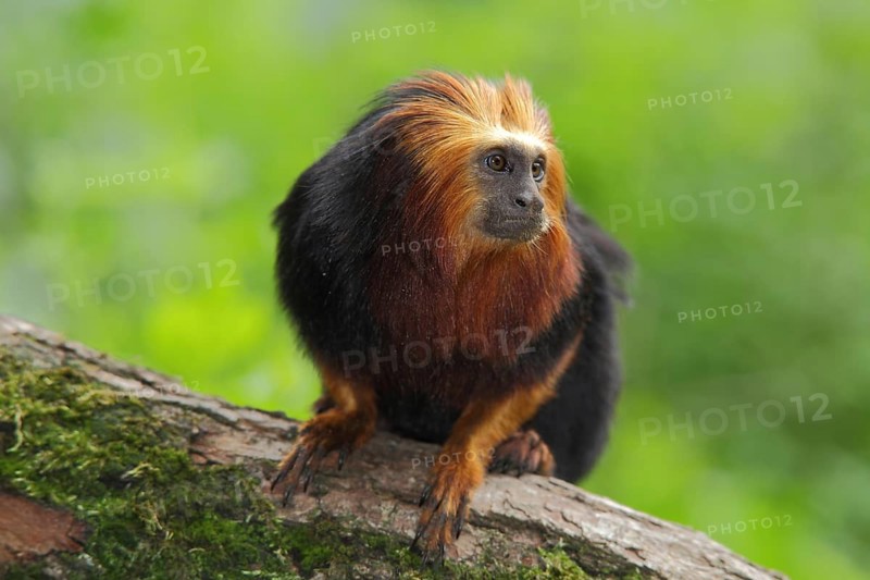Golden-headed (Callitrichidae) lion monkey, portrait, adult, Golden-headed lion monkey, golden-headed lion tamarin (Leontopithecus chrysomelas), lion monkey, lion monkey, monkey, Leontopithecus, clawed monkey, clawed monkey, Anthropoidae, New World Monkeys (Platyrrhini), monkeys, dry-nosed monkeys, ape, primates, primate, gentleman animals, dry-nosed monkey, primates, Haplorhini, mammal, animal, vertebrate, captive
