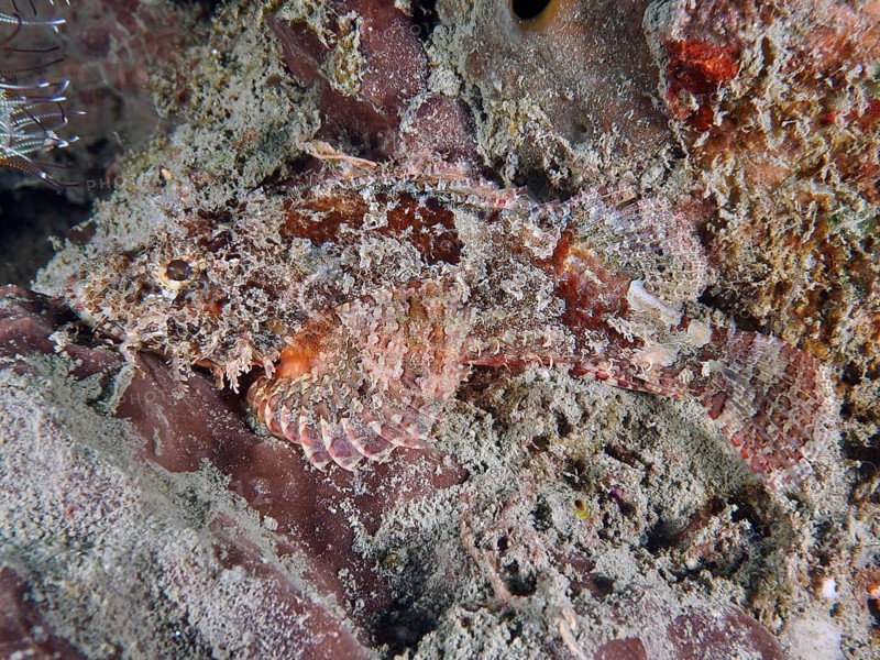 A well camouflaged Papuan scorpionfish (Scorpaenopsis papuensis) adapting to the rocky underwater environment, dive site Prapat, Penyapangan, Bali, Indonesia, Asia