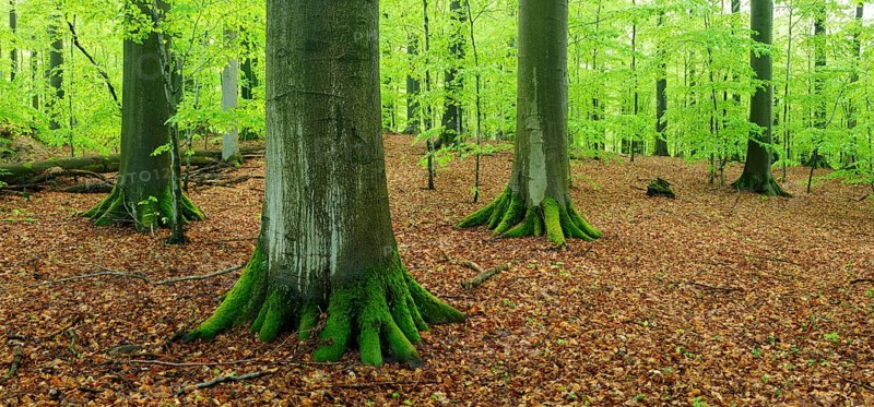 Old beech forest with giant beech trees in early spring, fresh green foliage, natural forest reserve, Steigerwald nature park Park, Franconia, Bavaria, Germany, Europe