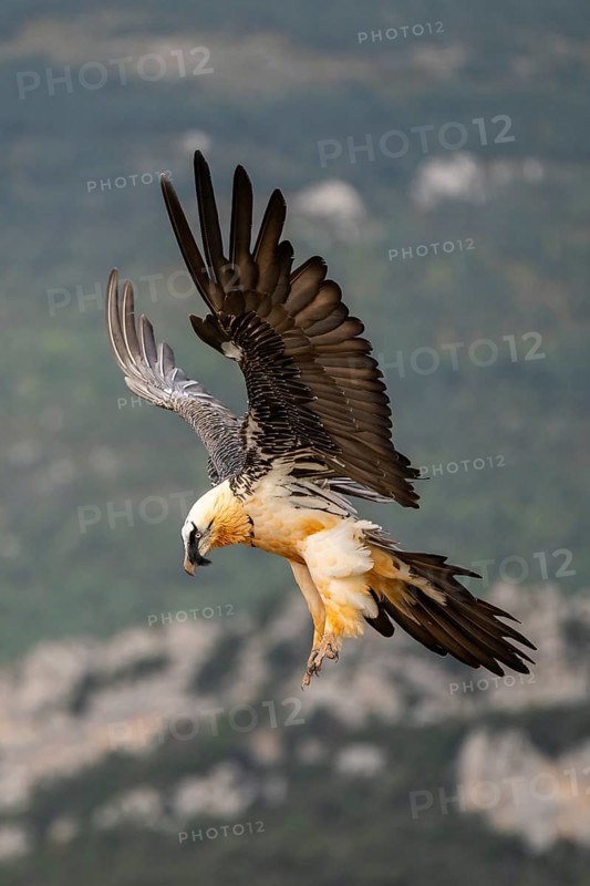 Bearded Vulture (Gypaetus barbatus) adult bird in flight with mountains in the backround, Pyrenees, Lleida, Spain, Europe