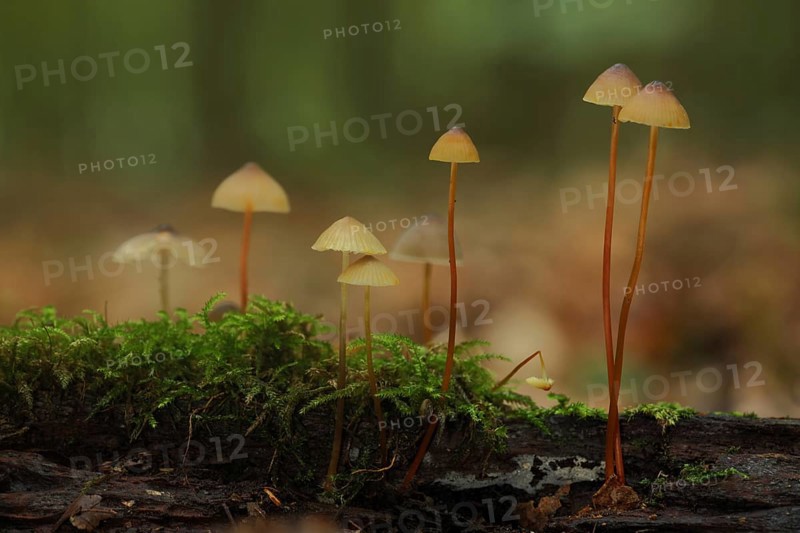 Saffrondrop bonnet (Mycena crocata), group, stem, long, thin, Bremthal, Eppstein, Taunus, Hesse, Germany, Europe