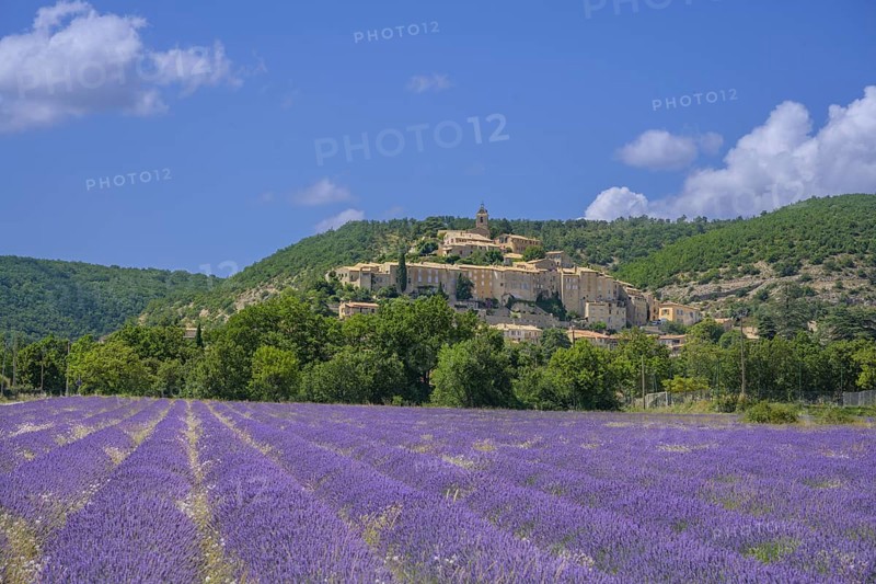 Lavender field and the village of Banon behind it, Alpes-de-Haute-Provence, France, Europe