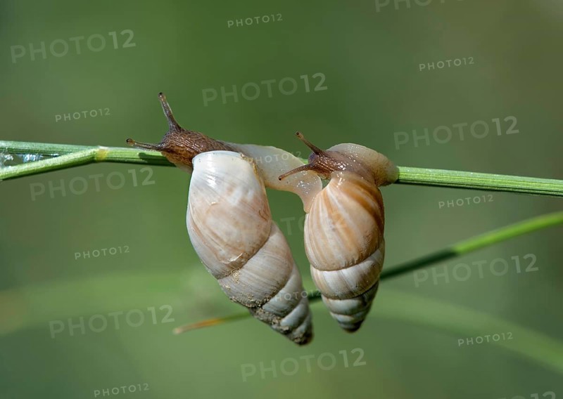 Two March snails (Zebrina detrita) crawling on a blade of grass, Kaiserstuhl region, Baden-Württemberg, Germany, Europe