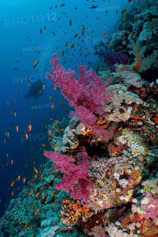Klunzinger's Tree Coral (Dendronephthya klunzingeri) and shoal, group of sea goldie (Pseudanthias squamipinnis), Elphinstone Reef dive site, Egypt, Red Sea, Africa