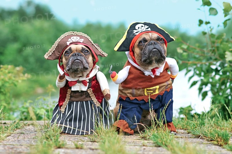 Funny French Bulldog dogs dressed up with pirate and pirate bride costumes with hat, hook arm and dress standing at waterfront