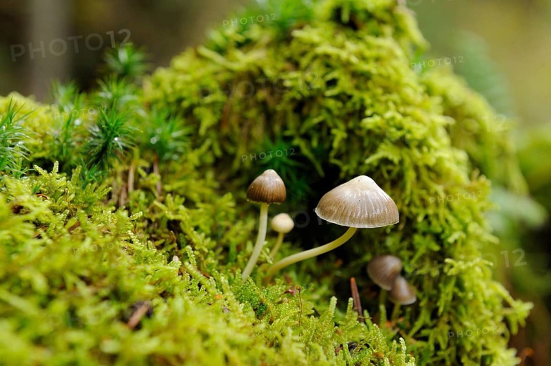 Mushrooms emerging from a fresh mossy background in a detailed natural environment, Pointed cone bald head (Psilocybe semilanceata), Bavaria