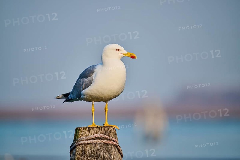 Yellow-legged gull (Larus michahellis) sitting on a wood, Venice, Italy, Europe