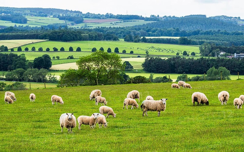 Sheeps and Farms in Yorkshire Dales National Park, North Yorkshire, England, United Kingdom, Europe