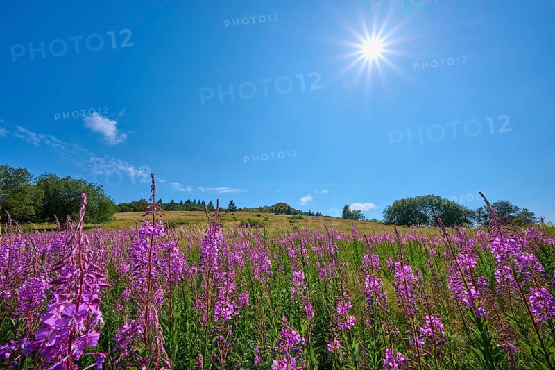 Blooming sally (Epilobium angustifolium), meadow in front of a hill under a clear sky, Abtsroder Kuppe, Abtsroda, Wasserkuppe, Rhön, Hesse, Germany, Europe