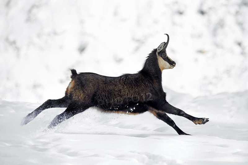 Alpine chamois (Rupicapra rupicapra) female in dark winter coat running down snow covered mountain slope in the European Alps