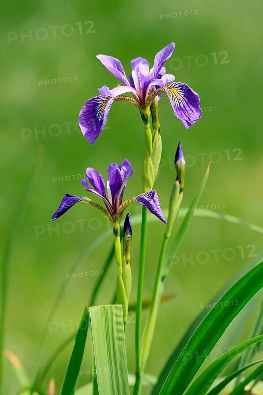 American marsh iris (Iris versicolor), flower, in bloom, at a pond, Ellerstadt, Germany, Europe