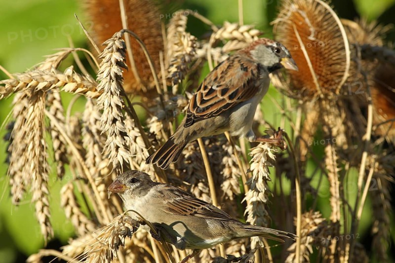 House sparrow (Passer domesticus) female and male foraging in a wheat field, Allgäu, Bavaria, Germany Allgäu, Bavaria, Germany, Europe