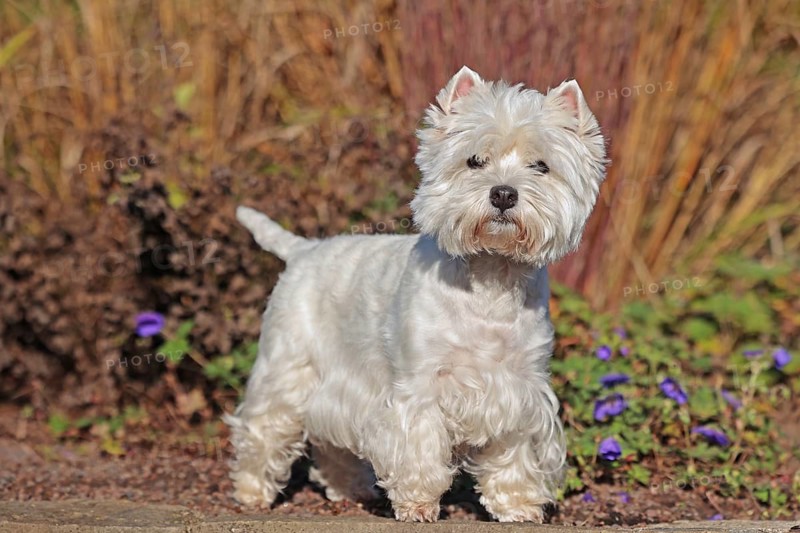 West Highland White Terrier, White Highland Terrier, Westie
