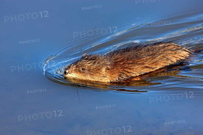 Muskrat (Ondatra zibethicus) adult, swimming, in the water, foraging, Moss Landing, Monterey, California, USA, North America