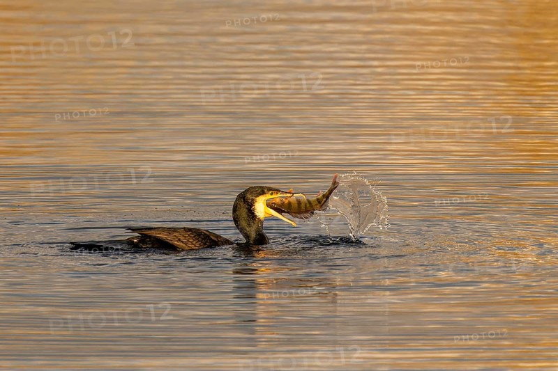 Bird has just caught fish in its beak, water splashes high during the hunt, Cormorant, (Phalacrocorax carbo), wildlife, Germany, Europe