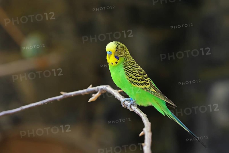 Budgerigar (Melopsittacus undulatus), adult, natural colours, on a branch, captive, occurrence in Australia, Hesse, Germany, Europe