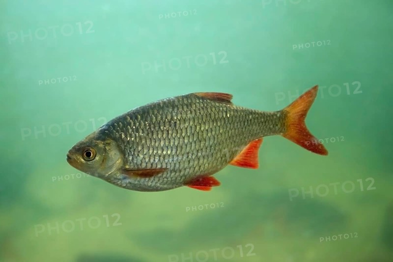 Common rudd (Scardinius erythrophthalmus), bentho-pelagic freshwater fish native to Europe and central Asia