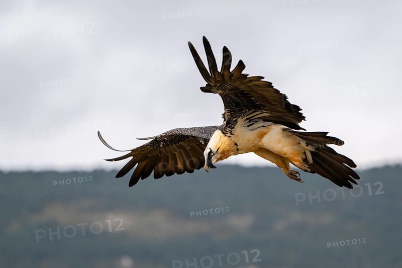 Bearded Vulture (Gypaetus barbatus) adult bird in flight with mountains in the backround, Pyrenees, Lleida, Spain, Europe