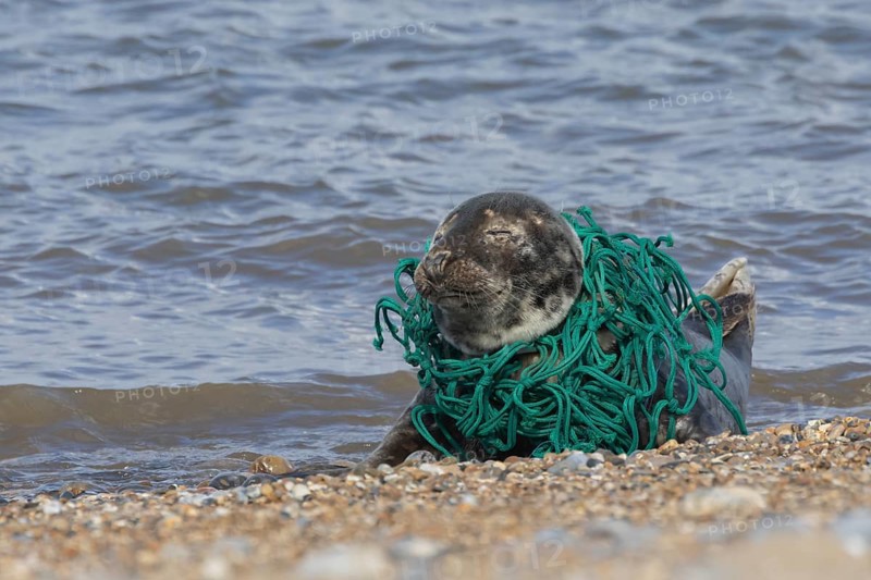 Grey seal (Halichoerus grypus) adult animal sleeping on a beach with netting wrapped around its body, Norfolk, England, United Kingdom, Europe