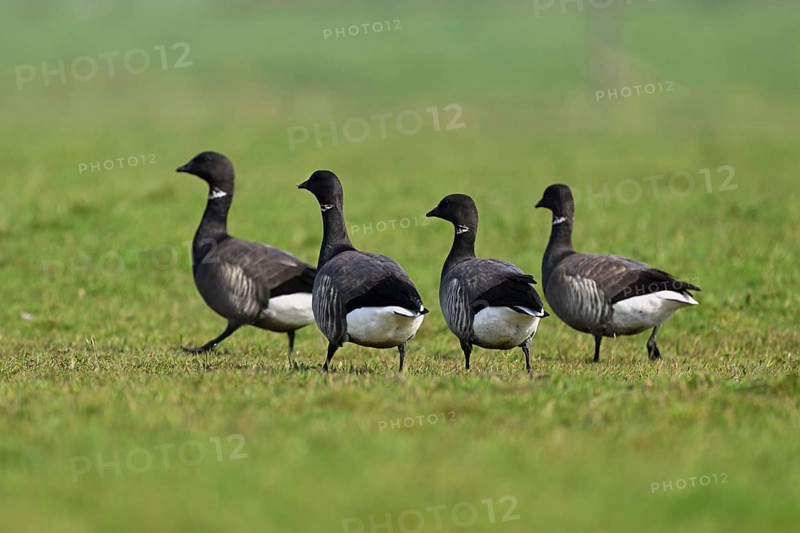 Brent geese (Branta bernicla), standing on a meadow, West Frisian Islands, province of North Holland, Netherlands