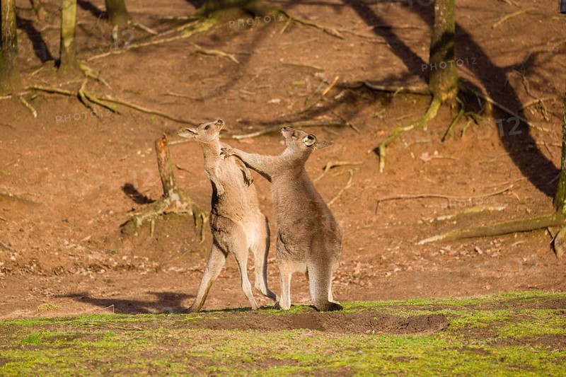 Two Eastern Gray Kangaroos, Macropus giganteus, fighting in a meadow in the late light