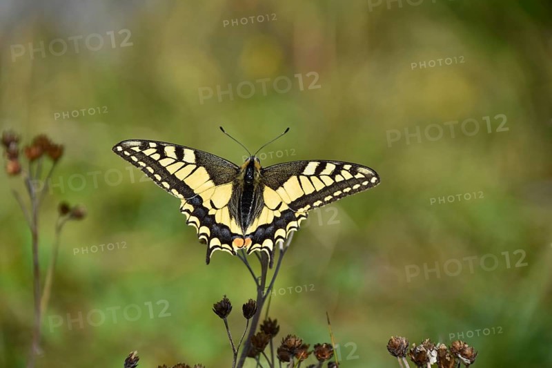 Swallowtail (Papilio machaon) seen in Berchtesgaden National Park, Bavaria, Germany, Europe